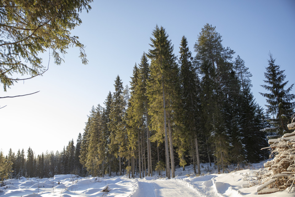 Metsää aurinkoisessa talvisäässä.