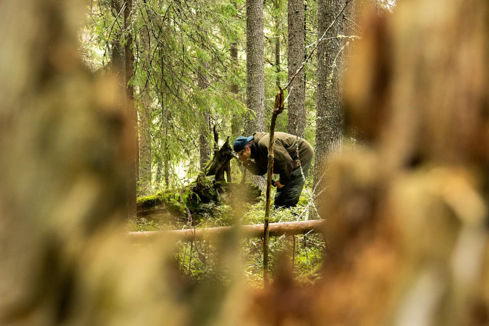 Risto Sulkava tutkii luupilla kantoa metsässä