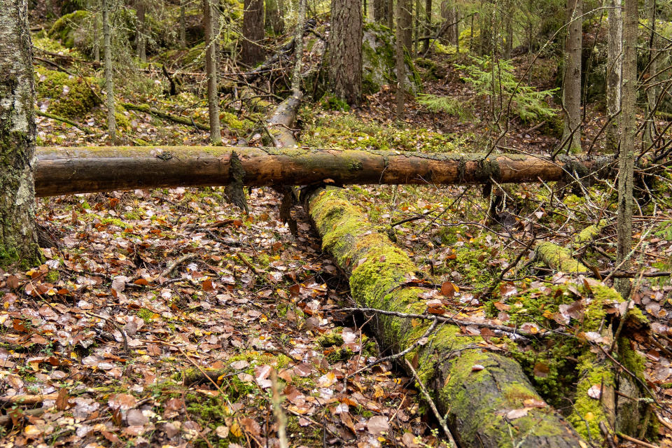 Metsää Pohjois-Karjalassa