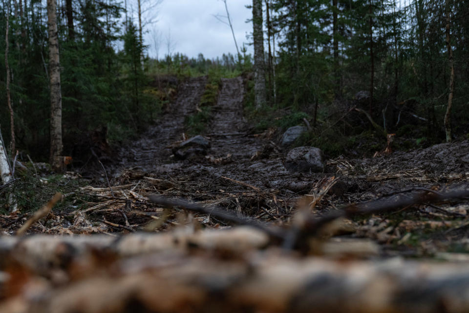 yleiskuva - metsäkoneen tekemät urat metsässä.