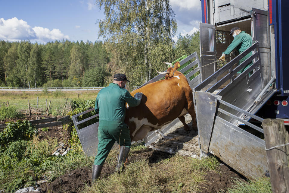 Lehmää työnnetään takaa ja kiskotaan köydellä teurasautoon. Lehmä kääntää päätään taaksepäin. 