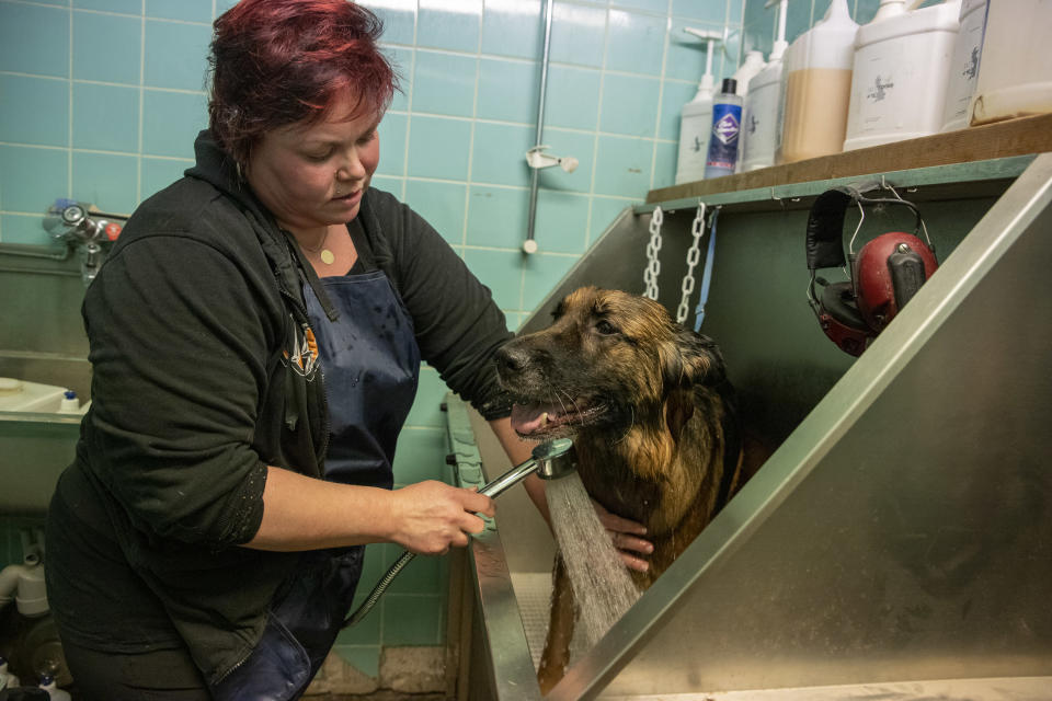 Minna Koso suihkuttelee saksanpaimenkoiraa pesuhuoneessa. Koira on laitettu teräksiseen pesualtaaseen.