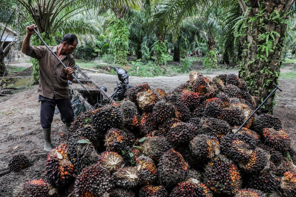 Mies lajittelee palmun hedelmiä.