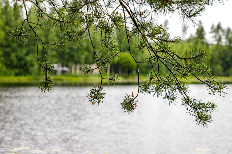 Roikkuva männyn oksa. Taustalla erottuu järvi ja sen rannassa kesäasunto.