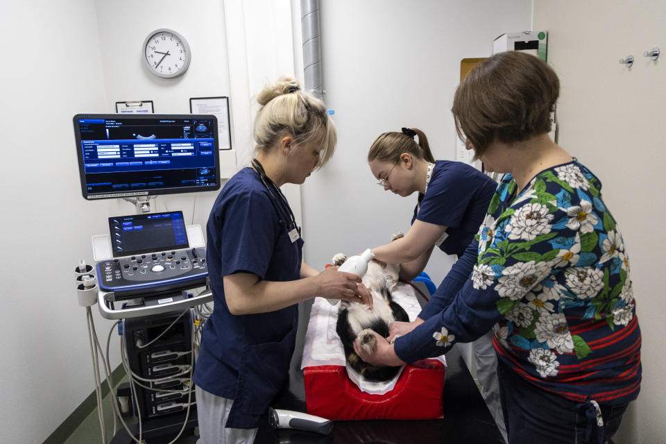 läinlääkäri Elina Soininen, klinikkaeläinhoitajaksi opiskeleva Oona Laitinen sekä Karoliina Nyyssönen suorittavat ultraääni kuvausta Minni koiralle.