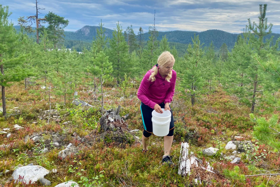 Violettitakkinen Raili Lämsä kerää mäntytaimikossa mustikoita valkoiseen muoviämpäriin, taustanaan Koillismaan vaaramaisemat.