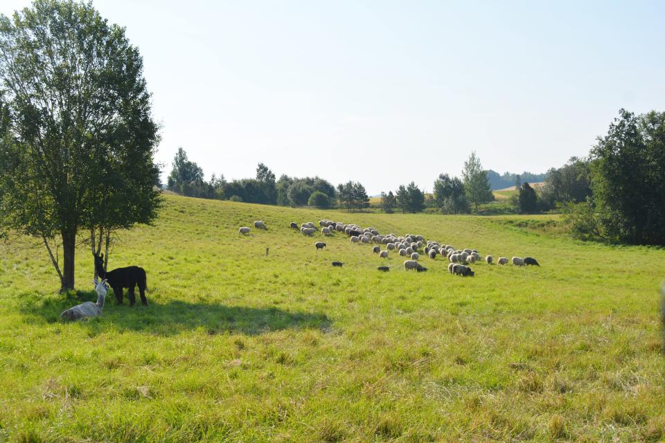 Laamat seuraavat lammaslauman liikkeitä puun alta varjosta.