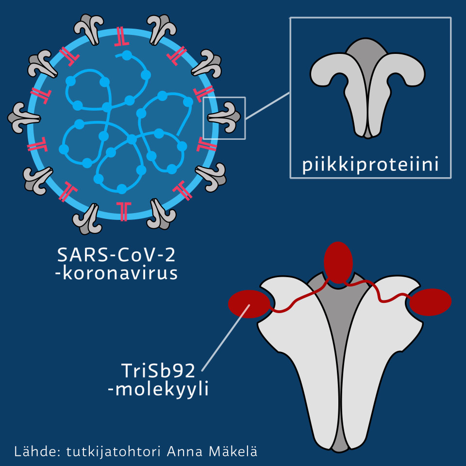 TriSb92-molekyylin toiminta koronatartunnan ehkäisyssä.