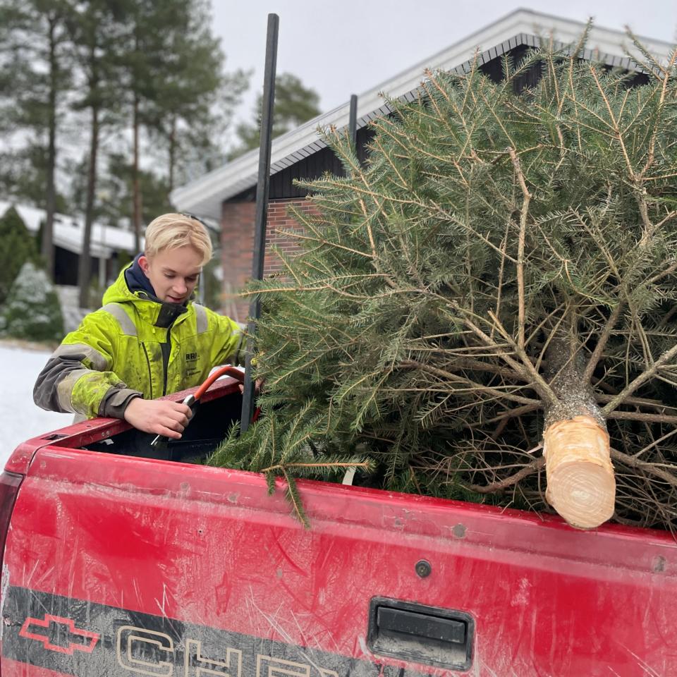 Nuori poika laittaa sahaa auton lavalle, joka on täynnä joulukuusia