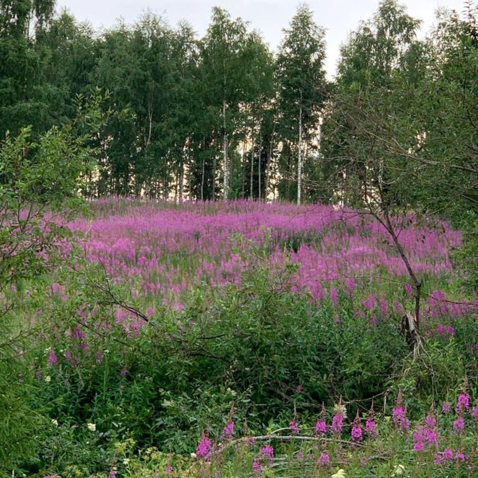 Pellolla maitohorsmaa Kemissä.